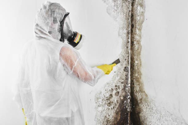 Professional Mold Remediation in Steeleville, IL